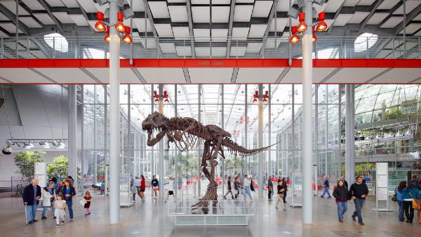 alt="שלד-דינוזאור-במוזיאון-המדע-סן-פרנסיסקו">