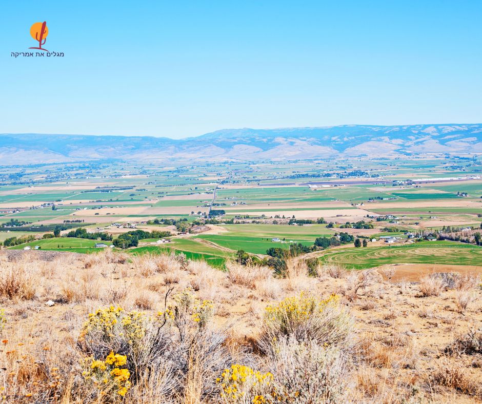 שדות חקלאיים וגבעות מתגלגלות בחבל פאלוז (Palouse) במזרח וושינגטון, מוקפים בפריחה צהובה.