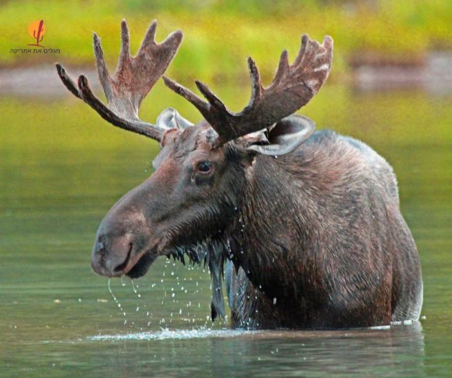 תקריב של אייל קורא (Moose) זכר עם קרניים ענקיות העוטות פרווה קטיפתית בלב הטבע בפארק הלאומי גליישר.
