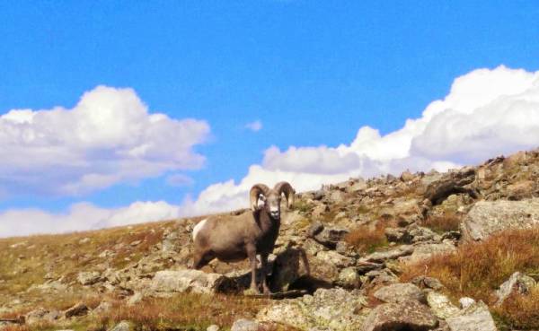 alt="כבש-ביגהורן-עומד-על-מדרון-הר-הפארק-הלאומי-הרי-הרוקי">