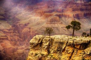 עץ בודד הצומח על סלע בשפת המצוק הדרומי (South Rim) של הגרנד קניון, אריזונה, משקיף על נוף פנורמי עצום של שכבות סלע אדומות וצהובות.