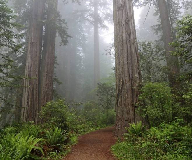 alt="חורשת-עצים-ושביל-הפארק-הלאומי-רדווד-קליפורניה">