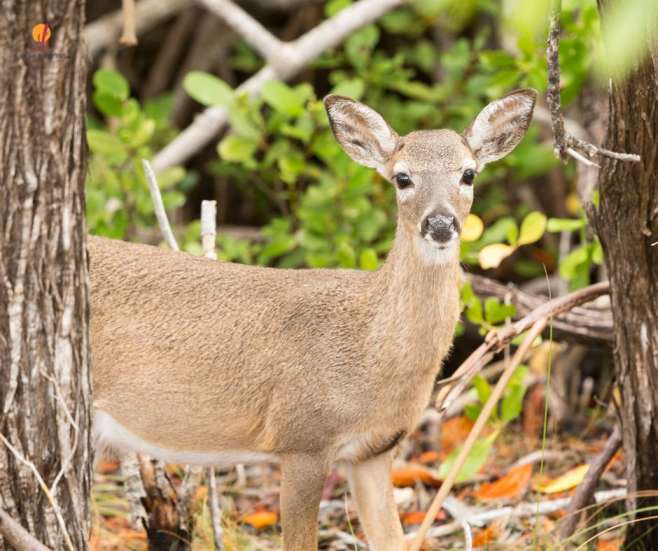 alt="איל-מסתכל-מבעד-לעצים-ביג-פיין-קי-פלורידה-קיז">
