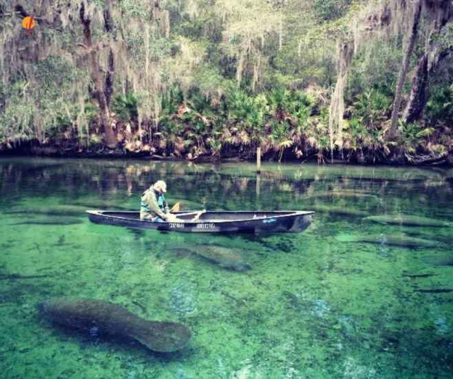 alt="קיאקים-שקופים-במעיינות-פלורידה">
