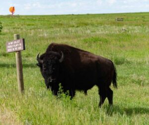 ביזון אמריקאי גדול (American Bison) עומד בשטח פתוח על רקע תצורות הסלע הייחודיות של פארק הבדלנדס (Badlands), דרום דקוטה.