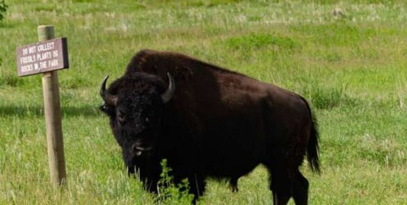 ביזון אמריקאי גדול (American Bison) עומד בשטח פתוח על רקע תצורות הסלע הייחודיות של פארק הבדלנדס (Badlands), דרום דקוטה.