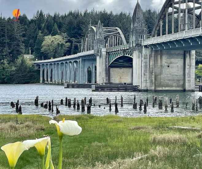 גשר נהר הסיאוסלאו ההיסטורי (Siuslaw River Bridge) בעיר פלורנס, אורגון, עם הארכיטקטורה הגותית שלו, על רקע יער עבות ופרחי קאלה לבנים בקדמת התמונה.
