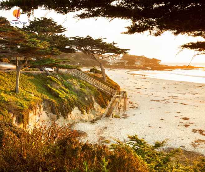 alt="עצים-ואלון-בודד-מול-הים-כרמל-קליפורניה">